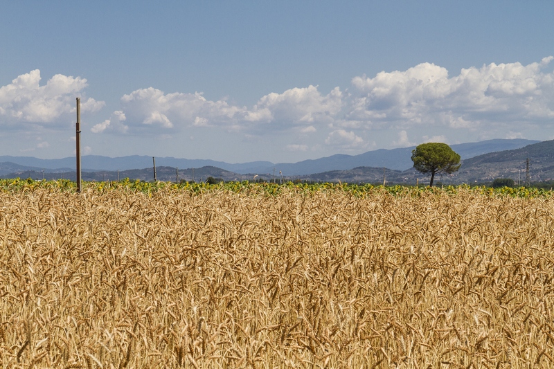 Conservazione suolo e sostanza organica, in arrivo bando da 1,7 mili...